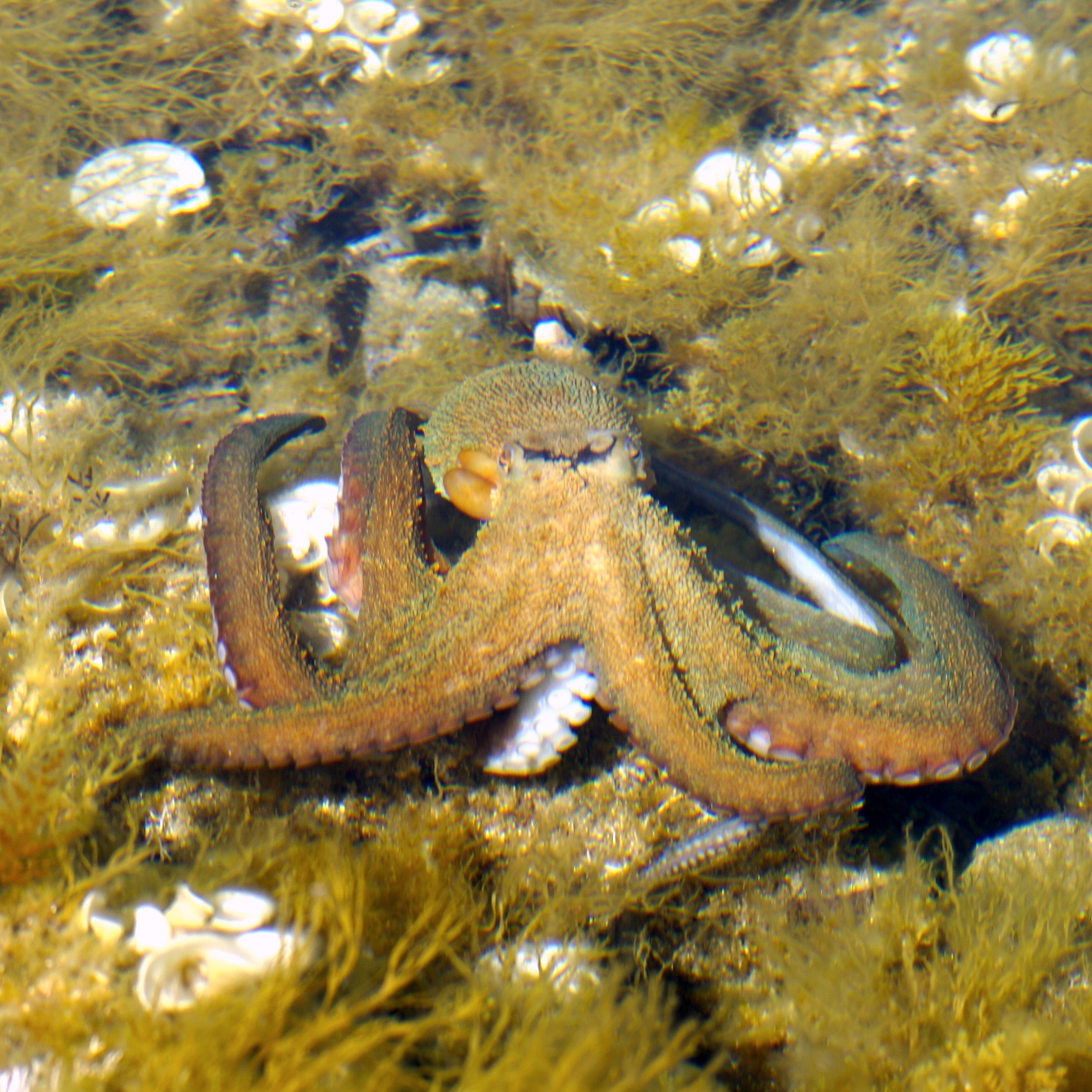 La faune à Port-Cros