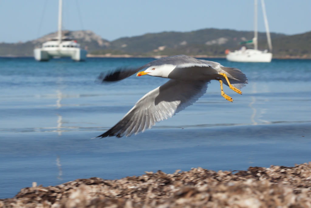 Faune de Port-Cros